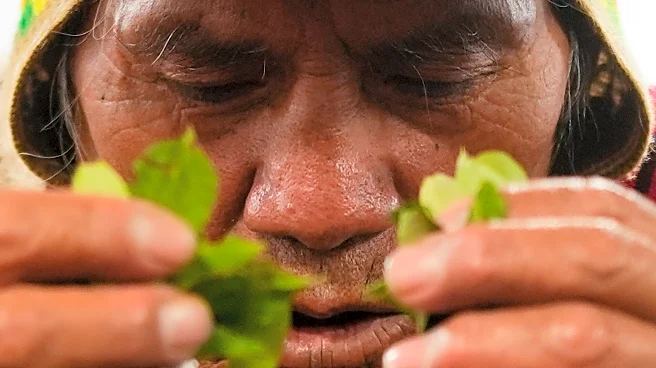 Coca leaves remain a source of work, faith and identity in Bolivia