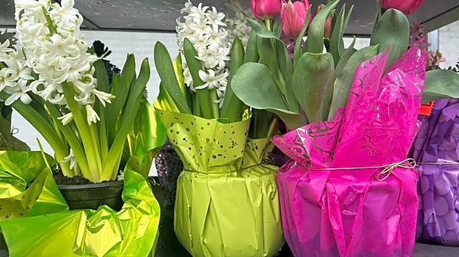 Brighten winter with indoor blooms by forcing spring bulbs to flower early