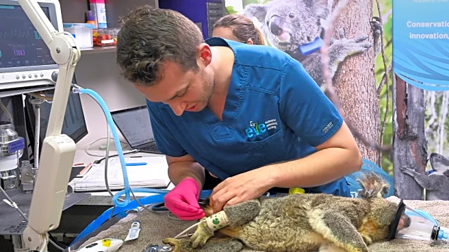 Australia approves world-first vaccine to save koalas from chlamydia