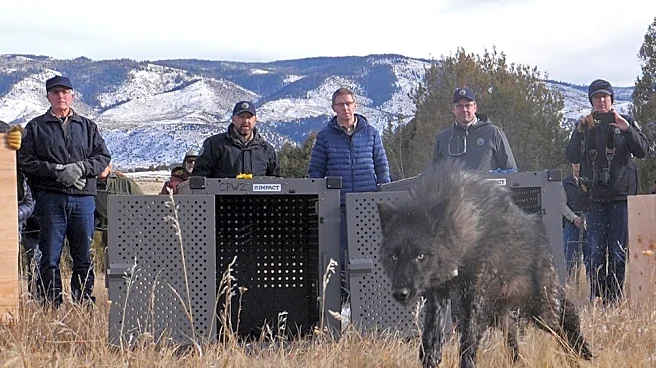 Trump administration tells Colorado wolves must come from U.S. Rockies states, not Canada