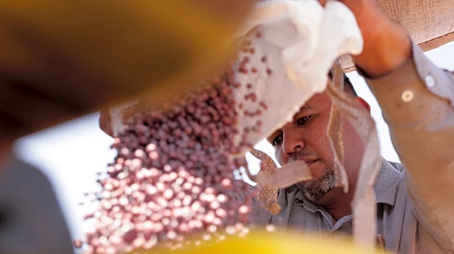 Brazilian farmers beef up soybean production as China halts business with US during trade fight