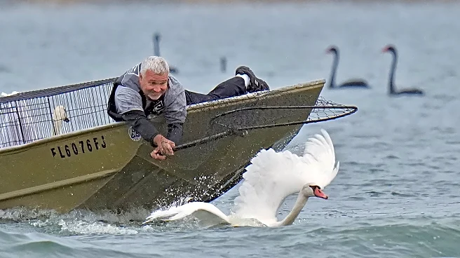 Lakeland's swans, descendants of Queen Elizabeth II's gift, get annual health checkup