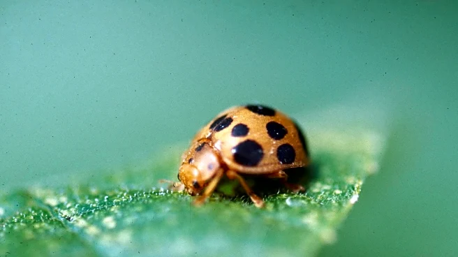 From errant birdseed to mint mishaps, gardening can be as scary as any Halloween night