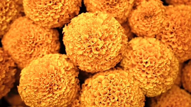 This orange flower cloaks Mexico during Day of the Dead. Climate change is putting it at risk