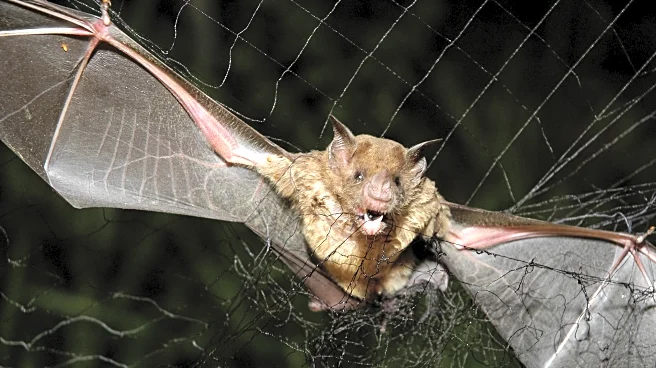 How tiny drones inspired by bats could save lives in dark and stormy conditions