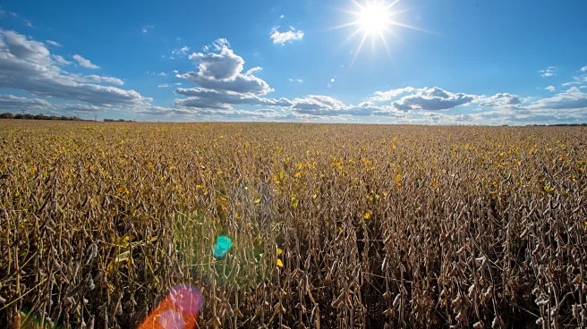 4 Republicans back Senate resolution to undo Trump's tariffs around the globe