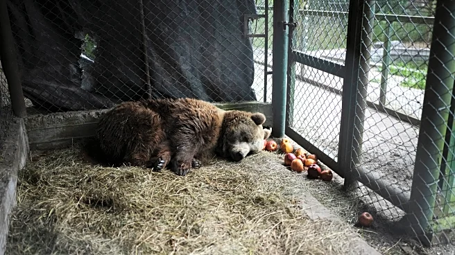 Years after Argentina shut a notorious zoo, the stranded animals are finally being rescued