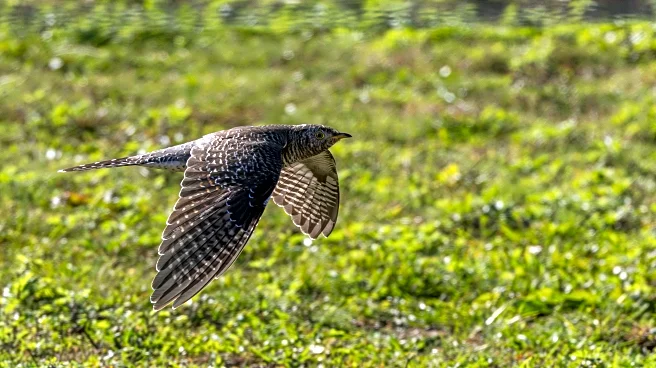 Birders going ‘cuckoo’ after unexpected sighting in New York City area