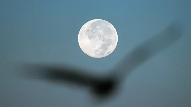 How to spot November's supermoon, the closest of the year