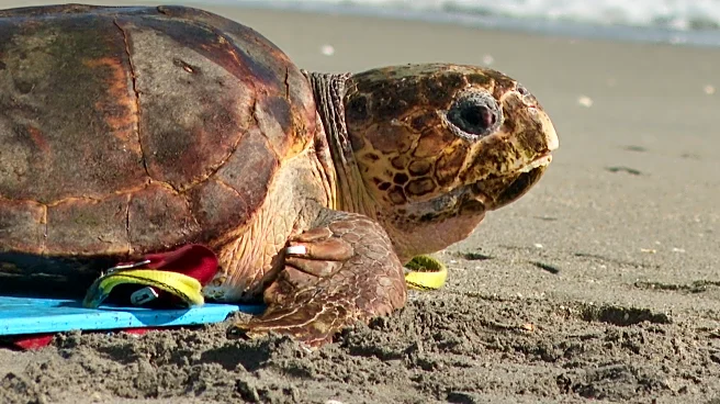 Endangered loggerhead sea turtle released to Atlantic Ocean from Florida beach
