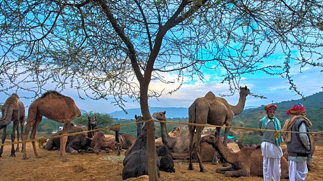 A camel fair in India's desert town of Pushkar draws traders and tourists, in photos