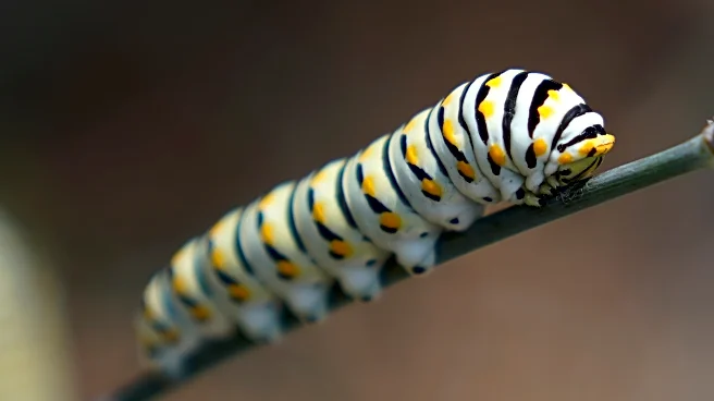 Give caterpillars a 'soft landing' under your trees. The ecosystem will thank you