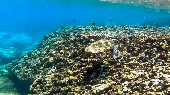 Green Sea Turtles Have Rebounded. Should Hawaiians Be Able To Eat Them?