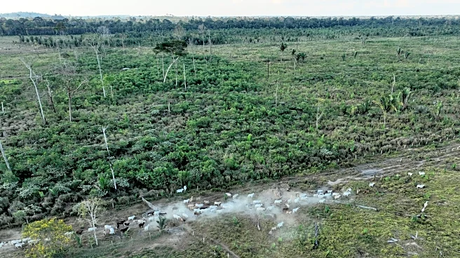 Interpol announces a new global fight against illegal deforestation