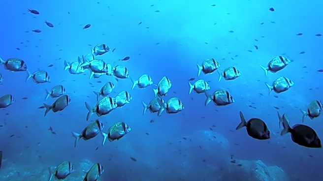 Deep-sea mining risks disrupting the marine food web, study warns