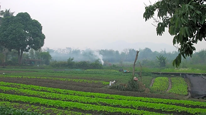 An American man and his son die after suffering stings from a swarm of wasps while ziplining in Laos