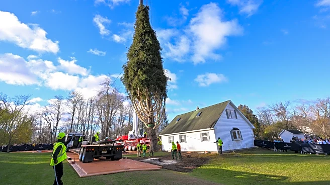 Rockefeller Christmas tree is harvested from upstate New York and begins trek to Manhattan