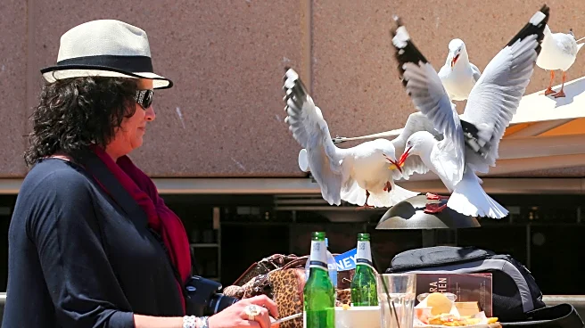 Food-snatching seagulls are more likely to leave you alone if you shout at them, researchers say