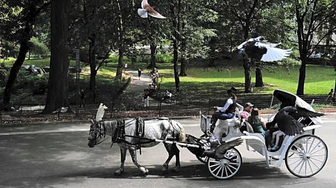 Proposal to ban Central Park horse carriages voted down by key NYC council committee