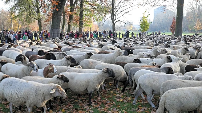 Make way for the flock! Hundreds of sheep head through German city to their winter pastures