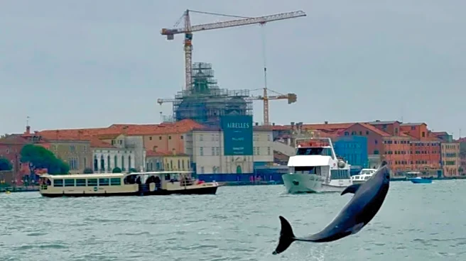 Venice’s newest marvel is a wild, acrobatic dolphin. His refusal to leave puts him in danger