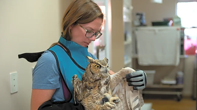 Owl partially covering in concrete is cleaned up and recovering after rescued in Utah