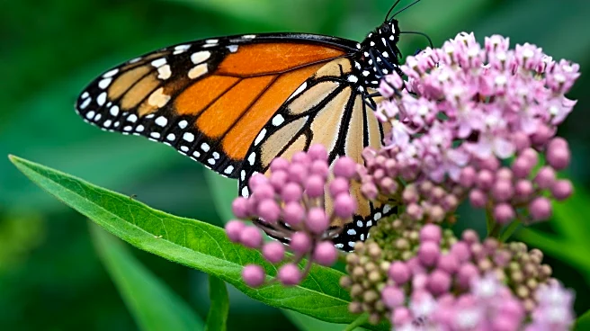 Trump administration revives rollbacks of species protections from first term