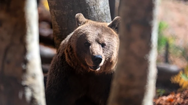 Rural Greece struggles to cope with predator comeback
