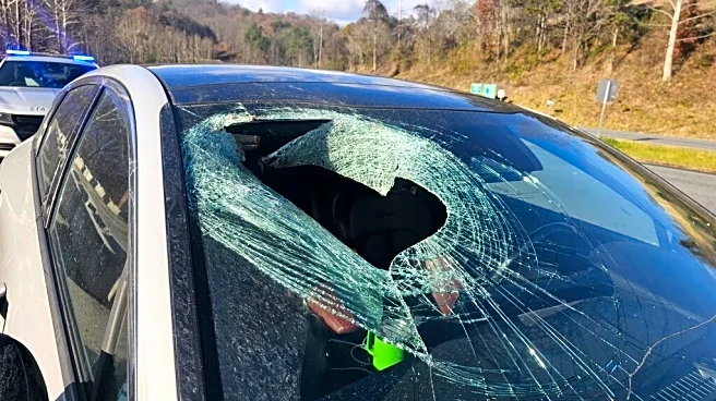 Motorist in North Carolina tells 911: 'I just had a bald eagle drop a cat through my windshield'
