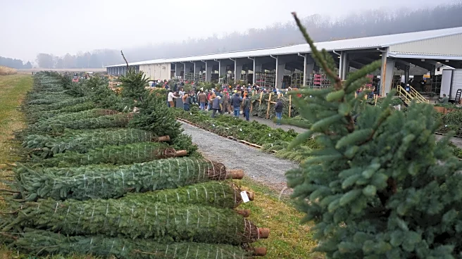 Christmas tree retailers find lots to like at a Pennsylvania wholesale auction