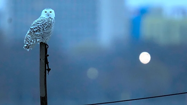 A pair of snowy owls spotted along Lake Michigan beach draws crowds in Chicago