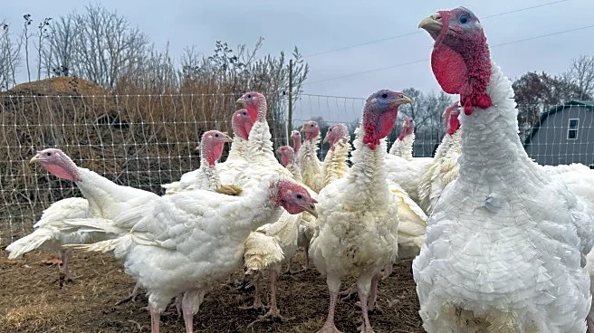 Stores keep prices down in a tough year for turkeys. Other Thanksgiving foods may cost more