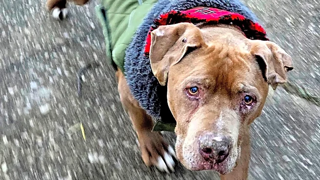 Michigan veterinarian who refused to return ailing dog to homeless man to spend 10 days in jail