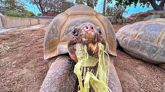 Gramma the Galápagos tortoise, oldest resident of San Diego Zoo, dies at about 141