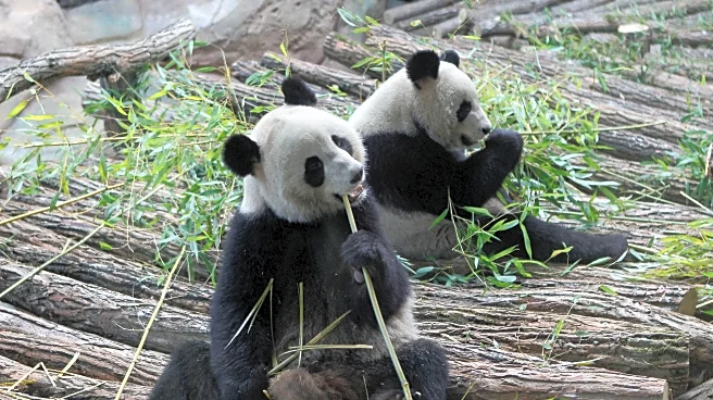 France says 'bon voyage' to 2 giant pandas as they head back to China