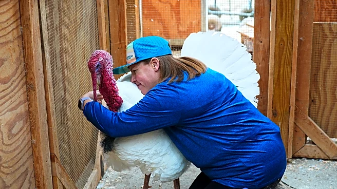 Some families are 'adopting' turkeys for Thanksgiving instead of eating them