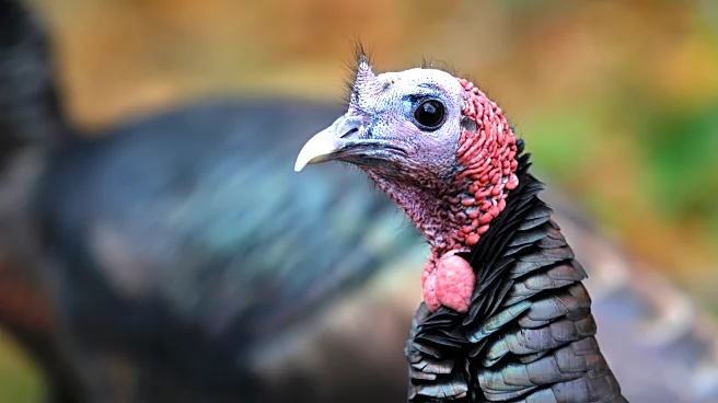 How trading wild turkeys for other animals became a conservation success story