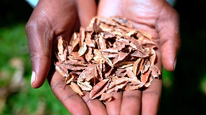 Kenyan court declares law banning seed sharing unconstitutional