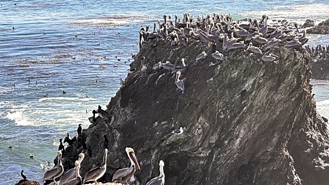 A brown pelican 'feeding frenzy' is an encouraging sign for the often-struggling large seabirds