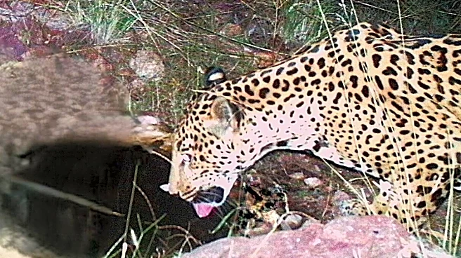 A new jaguar spotted in Arizona points to progress in the endangered species' recovery