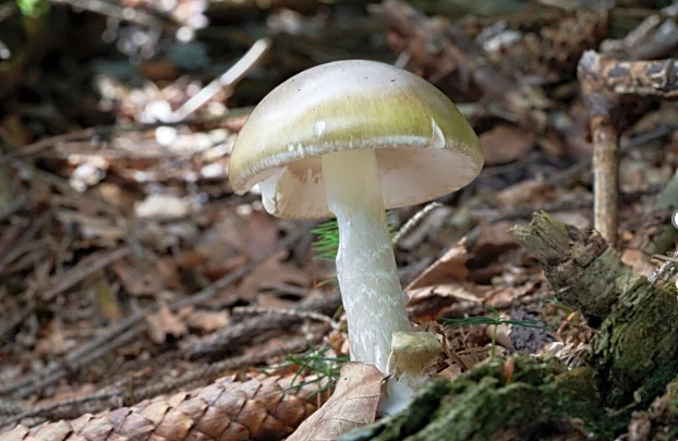 California officials warn against foraging wild mushrooms after deadly poisoning outbreak
