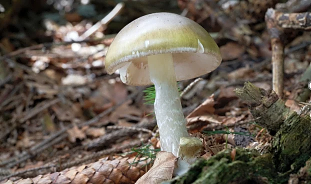 California officials warn against foraging wild mushrooms after deadly poisoning outbreak