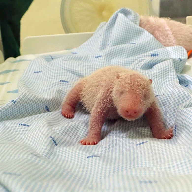 Java island zoo releases photos of the first panda cub born in Indonesia