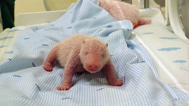 The first giant panda cub born in Indonesia is noisy and squirmy in zoo images