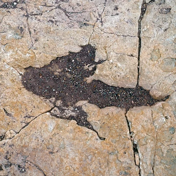 16,000 fossil footprints in central Bolivia reveal dinosaur behavior