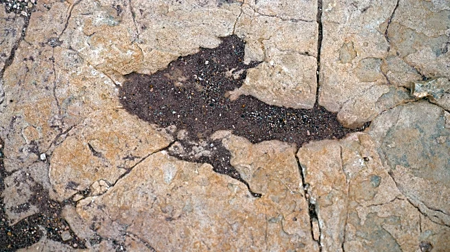 16,000 fossil footprints in central Bolivia reveal dinosaur behavior