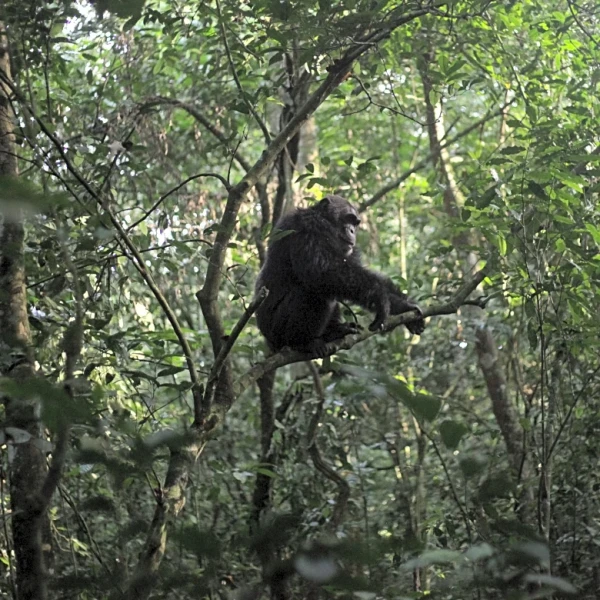 Conservationists connect with chimps in a Ugandan rainforest as they seek a sense of communion