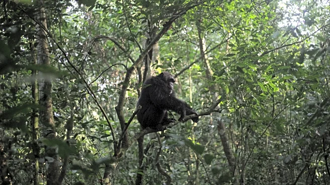 Conservationists connect with chimps in a Ugandan rainforest as they seek a sense of communion
