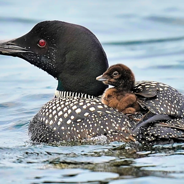 More loons are filling Maine's lakes with their ghost-like calls