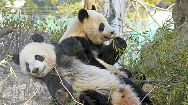 Japan will be without a panda for the first time in 50 years after twins leave Tokyo zoo